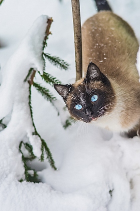 кот Сиам зимой | Фотограф Алёна Шаршунс | foto.by фото.бай
