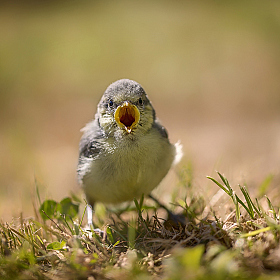Angry bird | Фотограф Юлия Войнич | foto.by фото.бай