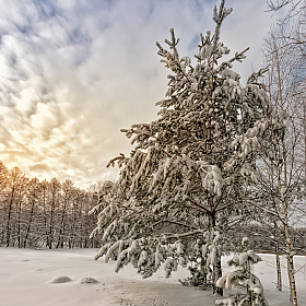 фотограф Дмитрий Голуб. Фотография "Зимнее утро в дроздах"
