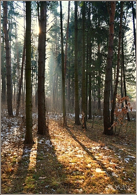 февральское солнце | Фотограф Игорь Сафонов | foto.by фото.бай