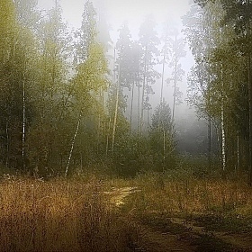 фотограф Диана Буглак-Диковицкая. Фотография "В туманной дымке лес застыл..."