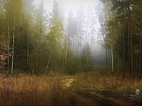 В туманной дымке лес застыл... | Фотограф Диана Буглак-Диковицкая | foto.by фото.бай