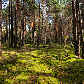 Про лес | Фотограф Сергей Шабуневич | foto.by фото.бай