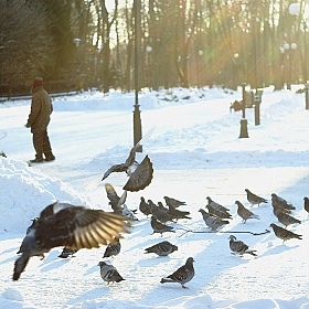 фотограф ната попкова. Фотография "грядущие голуби"