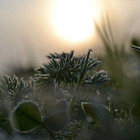 фотограф Андрей Струков. Фотография "утро."