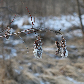 В ожидании весны | Фотограф ivanvet | foto.by фото.бай