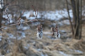 В ожидании весны | Фотограф ivanvet | foto.by фото.бай