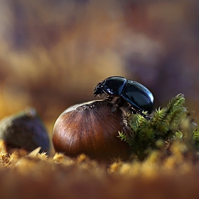 Чьи в лесу орехи? | Фотограф Лариса Пашкевич | foto.by фото.бай