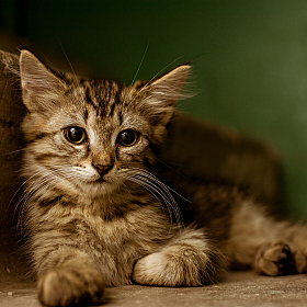 фотограф Сергей Дишук. Фотография "Кот, живущий в подъезде"