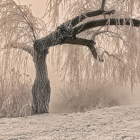фотограф Александр Плеханов. Фотография "Тёплая графика морозного утра"