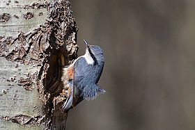 *** | foto.by фото.бай