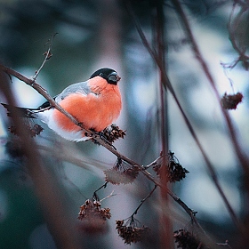 Зимний фонарик) | Фотограф Irina Osm | foto.by фото.бай
