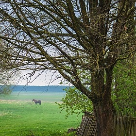 Весенняя лошадка | Фотограф Андрей Величкевич | foto.by фото.бай