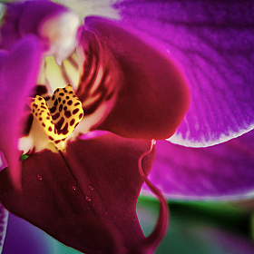 фотограф Сергей Томашев. Фотография "Орхидея"