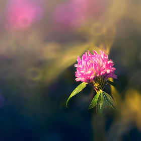 Цветок полевой | Фотограф Сергей Шабуневич | foto.by фото.бай