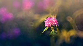 Цветок полевой | Фотограф Сергей Шабуневич | foto.by фото.бай