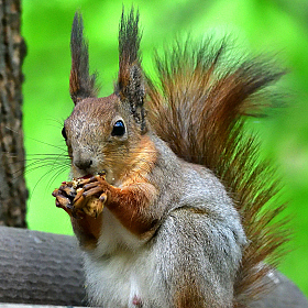 Squirrel.. | Фотограф Ihar Karneichuk | foto.by фото.бай