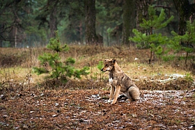 В лесу | Фотограф Даша Сергеева | foto.by фото.бай