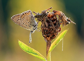 Этюд с бабочкой на желтом фоне | Фотограф Андрей Марцинкевич | foto.by фото.бай