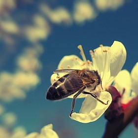 Окунуться бы в весну! | Фотограф Наталья Кузьменова | foto.by фото.бай
