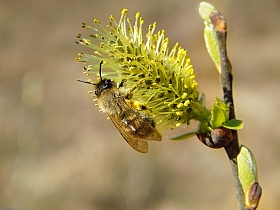 Пчелкин завтрак | Фотограф Александр Чиж | foto.by фото.бай