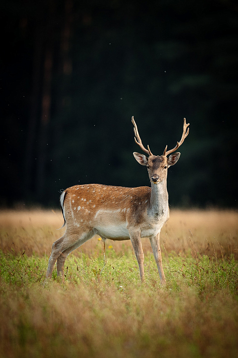 Фотограф Александр Тарасевич, фотография добавлена 29.10.2025