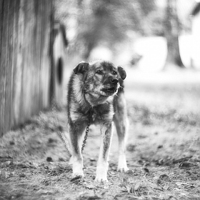 Собака бывает кусачей | Фотограф Артур Язубец | foto.by фото.бай
