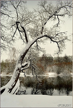воспоминание о зиме | Фотограф Игорь Сафонов | foto.by фото.бай