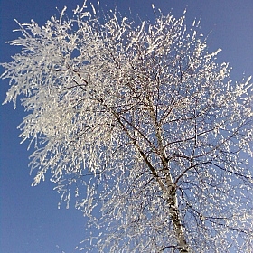фотограф Ermilin Vladimir. Фотография "Морозный денек"