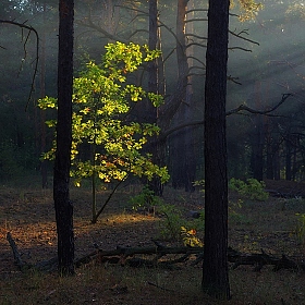 Утро в лесу | Фотограф Сергей Шляга | foto.by фото.бай