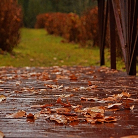 фотограф Алина Герасимович. Фотография "Дождливая осень"