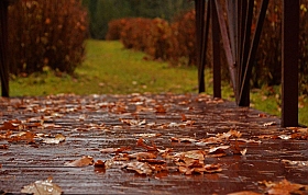 Дождливая осень | Фотограф Алина Герасимович | foto.by фото.бай