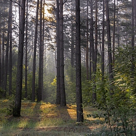 фотограф Дмитрий Голуб. Фотография "Сказочный лес"