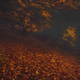 ... про осень. | Фотограф Сергей Лысенко | foto.by фото.бай