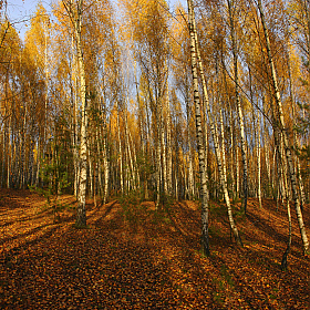 осенний лес | Фотограф Сергей Тарасюк | foto.by фото.бай
