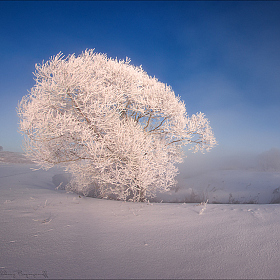 фотограф Алексей Богорянов. Фотография "В зимнем убранстве."