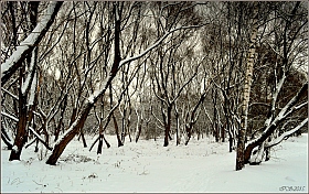 после снегопада | Фотограф Игорь Сафонов | foto.by фото.бай