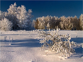 В зимнем уборе | Фотограф Виктор Босак | foto.by фото.бай