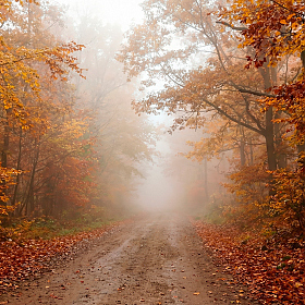 Портал в осень | Фотограф Сергей Шабуневич | foto.by фото.бай