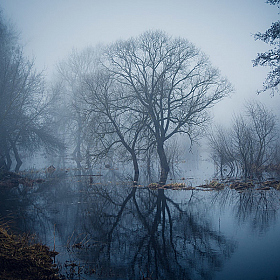 фотограф Виталий Федотов. Фотография "Туман в марте"