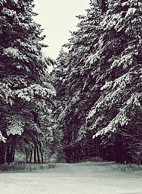 В сказку сквозь лес | Фотограф Матвей Черноштан | foto.by фото.бай
