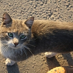 Уличный кот | Фотограф Мария Запеченко | foto.by фото.бай