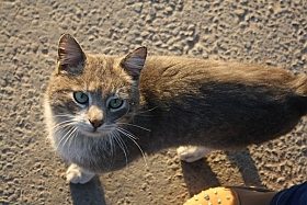 Уличный кот | Фотограф Мария Запеченко | foto.by фото.бай