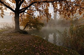 Под шатром из осенних листьев | Фотограф Александр Плеханов | foto.by фото.бай