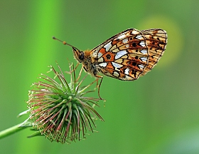 Про бабочек | Фотограф Андрей Марцинкевич | foto.by фото.бай