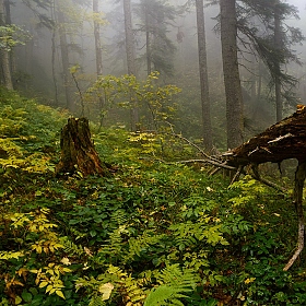 фотограф Александр Плеханов. Фотография "В сырости осеннего леса"