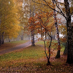 фотограф  . Фотография "Осенний наряд."