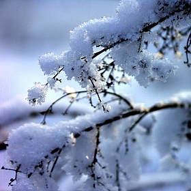 фотограф Евгения Козел. Фотография "зима."