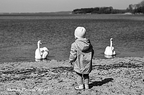 Лебеди | Фотограф Татьяна Клачек | foto.by фото.бай