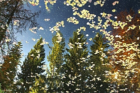 Уж небо осенью дышало... | Фотограф Irina Ramitsan | foto.by фото.бай